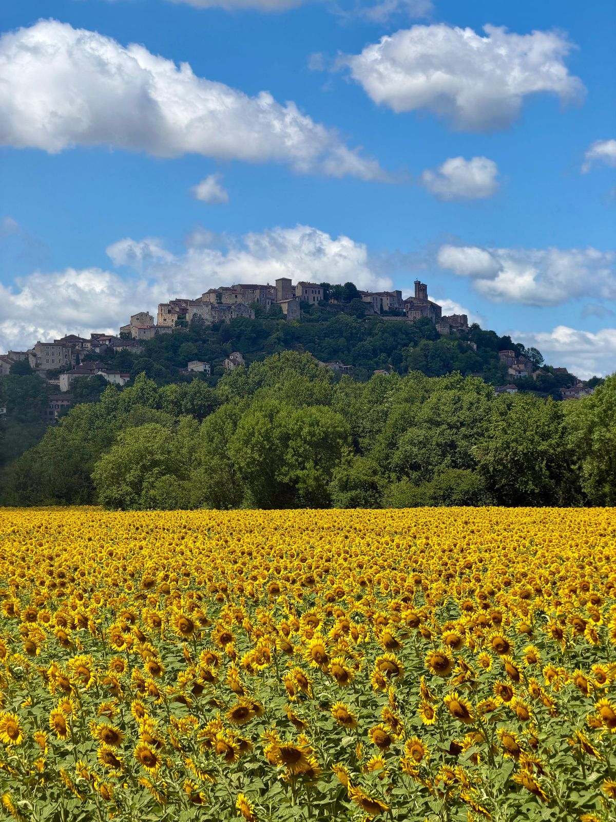 Cordes-sur-Ciel sur sa colline, au-dessus d'un champ de tournesols